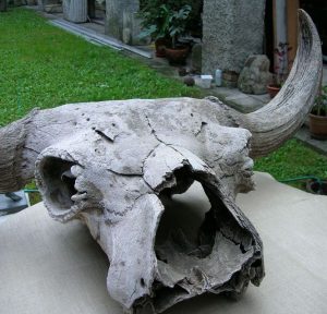 Bison priscus Bojanus lobanja stepskog bizona pleistocen ušće Morave u Dunav